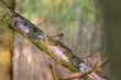 Ptak sikorka uboga (Poecile palustris) odpoczywa na pniu w lesie gdzieś daleko w Polsce