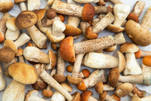Many Freshly Harvested Different Edible Porcini Mushrooms Background Texture Closeup	

