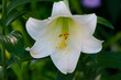 © PixlMakr - Beautiful shot of a large white amaryllis blossom