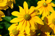 © PixlMakr - Yellow echinacea flowers in full bloom