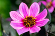 © PixlMakr - Beautiful shot of a pink flower