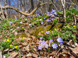Frühblüher im Wald; Leberblümchen, Buschwindröschen und Winterlinge im Frühling im Buchenwald, heimische Natur 