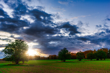 Wall Mural - Two trees at sunset in the countryside of soria