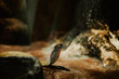 Cobra (Ophiophagus hannah), world's longest black venomous reptiles crawling is a dangerous beast