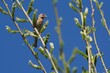 House finch in willow