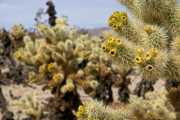 Cholla Cactus (Cylindropuntia) Garden in the Joshua Tree National Park