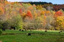Autumn Scene With Cows In Delaware County NY