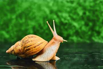 live snail looking up on a smooth wet surface against a green blurred background