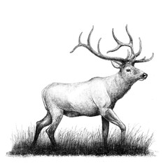 Wildlife illustration 1