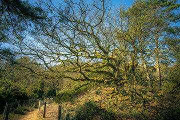 Wall Mural - Hutebaum in Loosenberge, Schermbeck