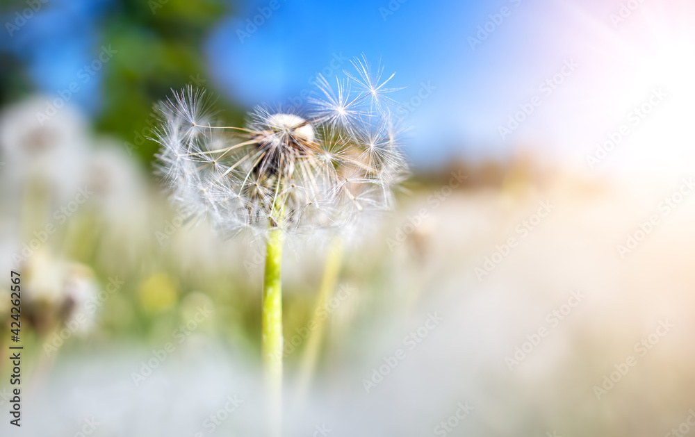 Meadow with lots dandelions in sunny day. - obrazy, fototapety, plakaty 