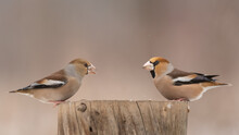 Bird Male And Female Hawfinch Coccothraustes Coccothraustes In The Winter Forest