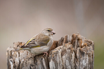 European greenfinch Chloris chloride is a small songbird