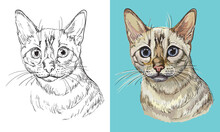 Vector Illustration Portrait Of Snow Bengal Cat