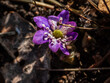 Close up shot of first of the spring wildflower American Liverwort in sunlight. Single pink and purple flower