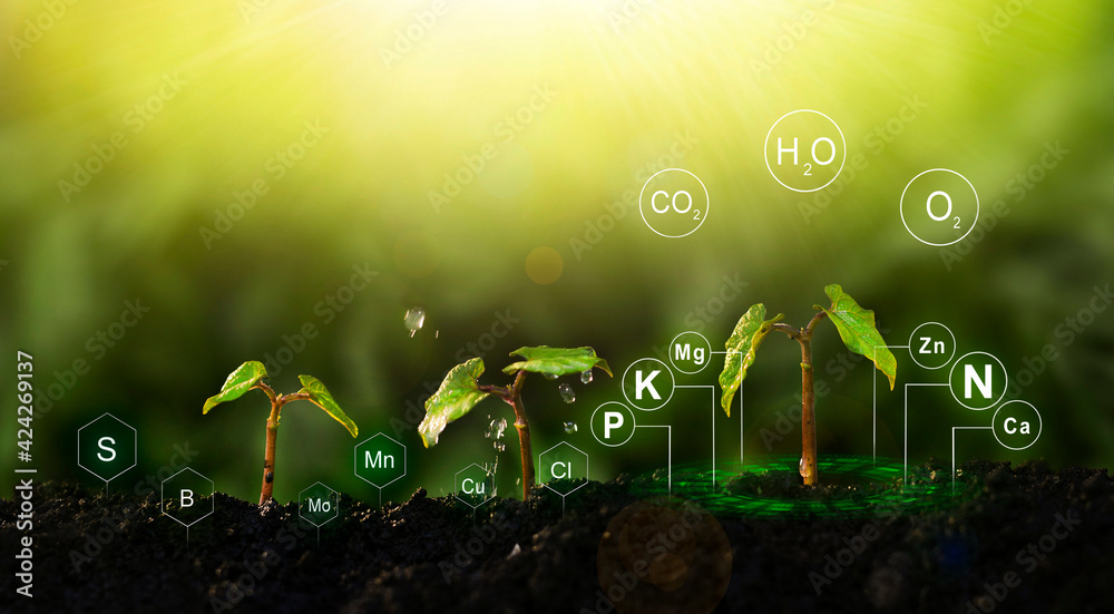  Fertilization and the role of nutrients in plant life.	Plants on sunny background with digital mineral nutrients icon. - obrazy, fototapety, plakaty 