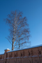 A High Red Brick Stone Wall And A Leafless Birch Tree.