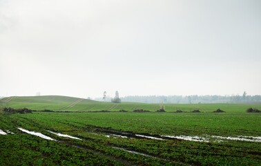 Wall Mural - Green plowed agricultural field. Clear blue sky, glowing clouds, soft sunlight. Russia. Rural scene. Nature, environment, ecology, climate, spring flood, flowing water, danger, remote places