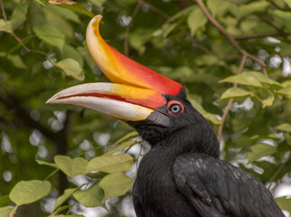 Rhinoceros Hornbill at KL Bird Park, Kuala Lumpur, Malaysia