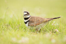 Killdeer In The Grass With A Blurred Background And Foreground.
