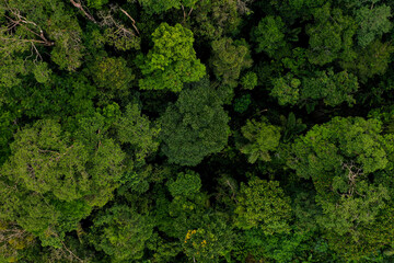 Aerial top view of a tropical forest canopy from a medium height showing many different tree species