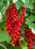 Rote Johannisbeeren (Ribes rubrum)