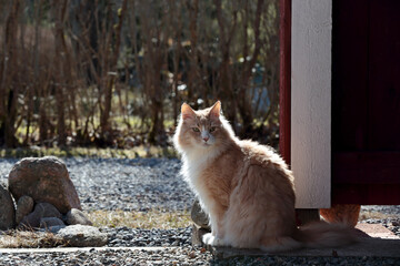 Wall Mural - A norwegian forest cat male sitting outdoors