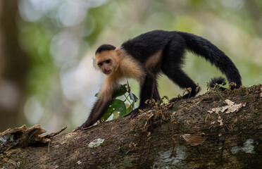 Poster - Monkey in Costa Rica 