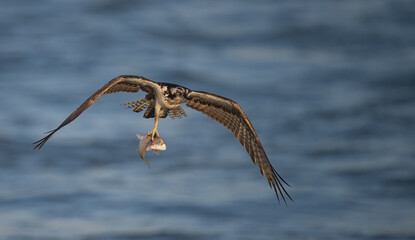 Wall Mural - An Osprey Fishing in Florida 