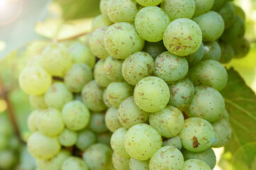  Vine and bunch of white grapes in garden