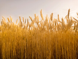 Wall Mural - Gold Wheat Field. Beautiful Nature Sunset Landscape. Background of ripening ears of meadow wheat field.  