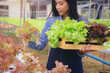 © Panumas - Farmer, Owner hydroponics vegetable farm in the greenhouse collected the green organic vegetables in the basket and present to you. Selected focus