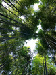 Bamboo grove in Arashiyama Forest, Japan, a view from the ground