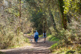 Fototapeta Las - family walk in the Landes forest