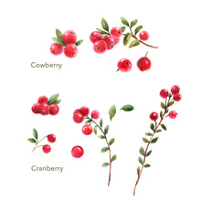 Beautiful Set With Watercolor Hand Drawn Cranberry And Cowberry. Stock Illustration.
