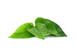 Green Piper betel leaf isolated on the white background. Thai herb, Thai food (Wildbetal Leafbush) (Piper sarmentosum Roxb)