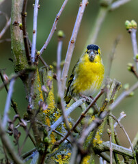  The Eurasian siskin is a small passerine bird in the finch family Fringillidae. It is also called the European siskin, common siskin or just siskin.