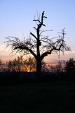 Fototapeta Sawanna - Silhouette of tree with birdhouse at sunrise with orange sun in the background.