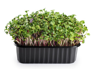 Wall Mural - Micro grass greens radish sprouts in a container isolated on white background. Microgreen.