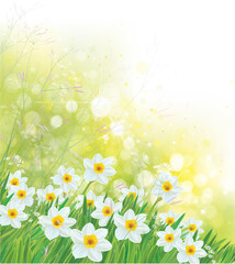 Wall Mural - vector spring daffodils flowers. blossoming narcissus flowers on sunshine, bokeh background.