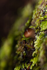 Wall Mural - Mushrooms in the forest inclose, toxicant, mushroom, outdoors, vegan, mycelium, botany, vegetable, beautiful, viperous, biology, amanita, danger, mushrooms, macrolepiota, macrolepiota procera the rain