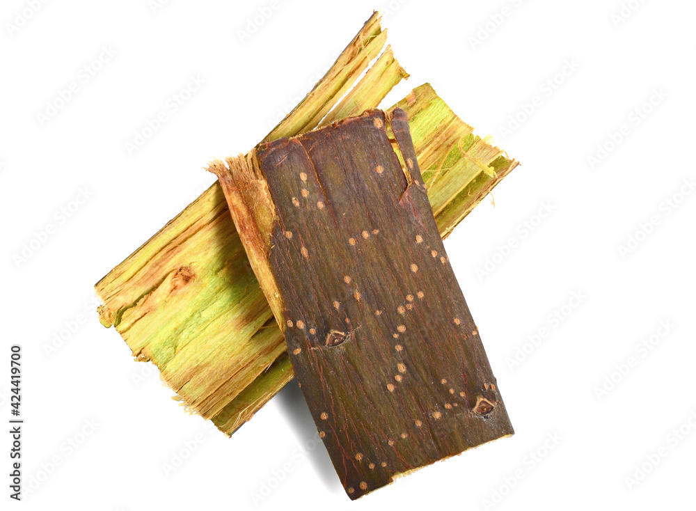 Prunus Padus Tree Bark. Also known as Bird Cherry, Hackberry, Hagberry ...