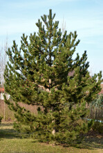 It Bears Dark Green, Slightly Shiny, Stiff And Very Long Needles Of A Richly Branched, Symmetrical Tree. Is An Ideal Windbreak As Well As A Beautiful Solitaire In A Larger Garden.