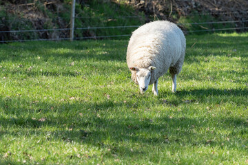 Dutch white sheep stands in fresh green grass on the field in the spring with sun in the back