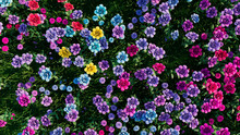 Multicolored Flower Background. Floral Wallpaper With Pink, Purple And Blue Roses. 3D Render
