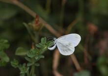 Delicate Forest White Butterfly (Leptidea Sinapis)