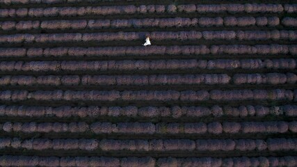 Wall Mural - drone flight above a woman in a white dress, walking among blooming lavender field before sunset. to