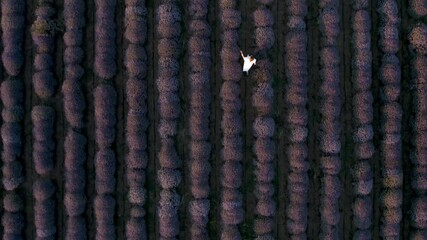 Wall Mural - drone flight above a woman in a white dress, walking among blooming lavender field before sunset. to