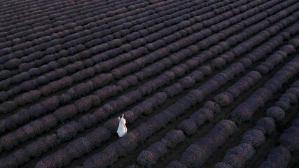 Wall Mural - drone flight above a woman in a white dress, walking among blooming lavender field before sunset.