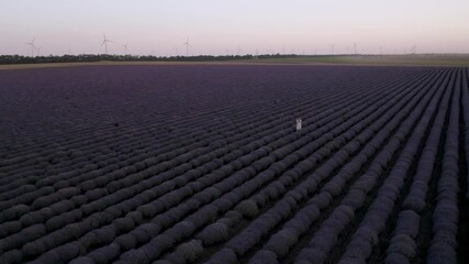 Wall Mural - drone flight above a woman in a white dress, walking among blooming lavender field before sunset.